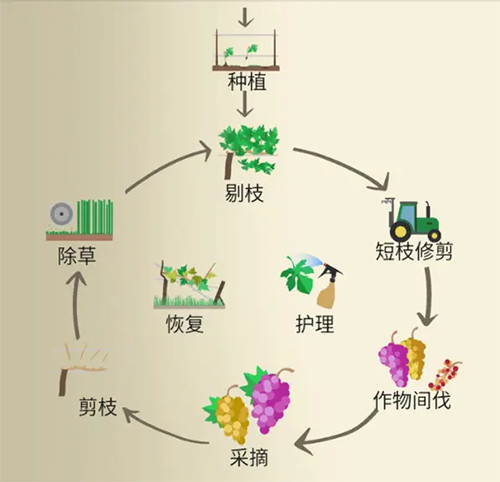 酿造物语中文版