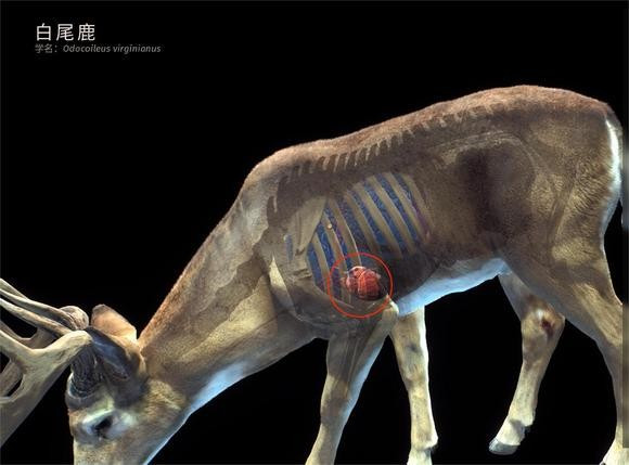 狩猎之道兼容版