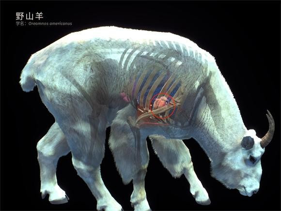 狩猎之道兼容版