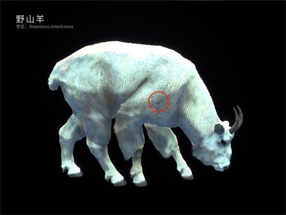 狩猎之道兼容版