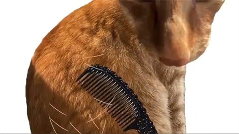 给猫梳毛手机版截图1