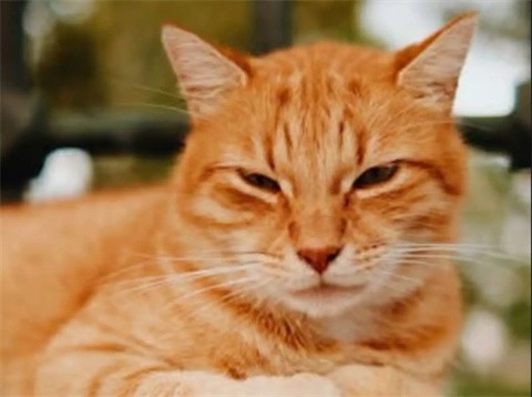 给猫梳毛手机版截图0