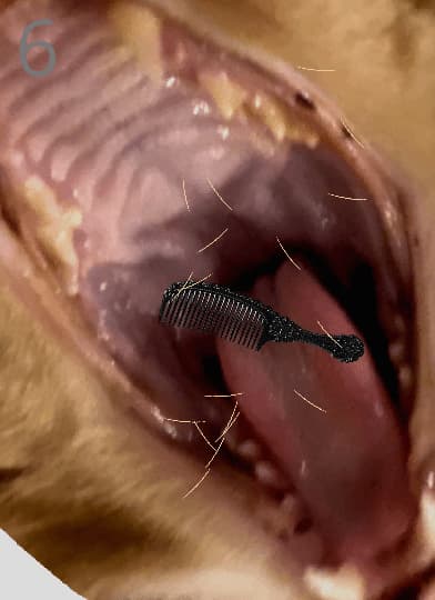 给猫梳毛手游截图3