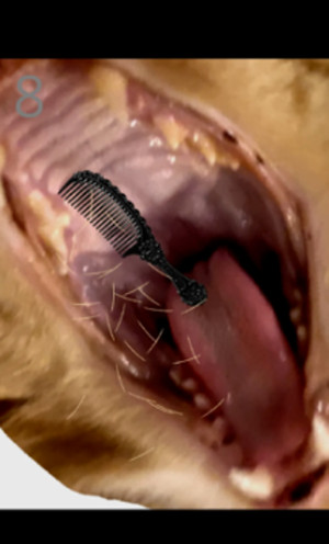 给猫梳毛Brush Jjaemu