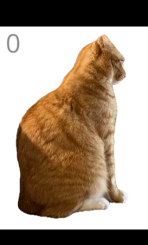 给猫梳毛Brush Jjaemu