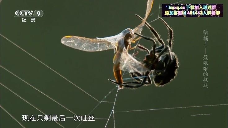 彩虹飞鸟稳定版截图3